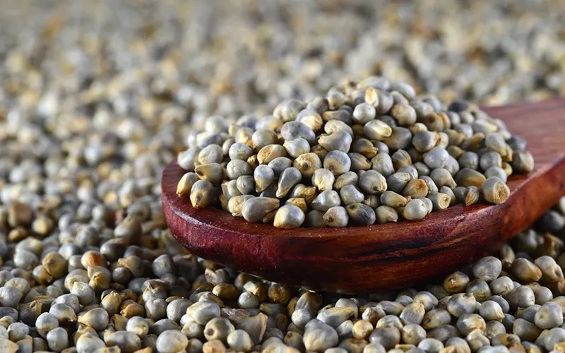 Bajra Export
