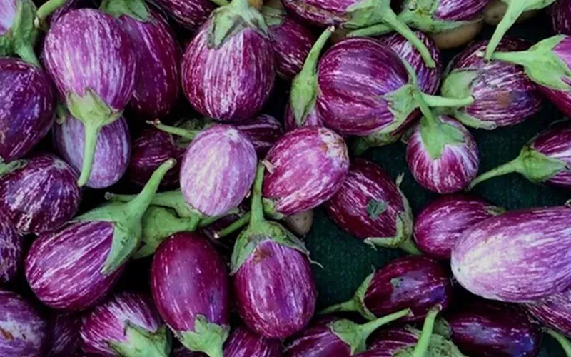 Brinjal Export