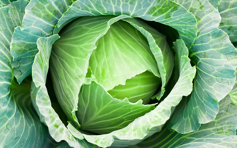 Cabbage Export