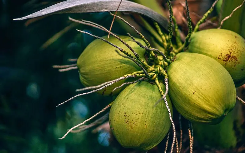 Coconut Export