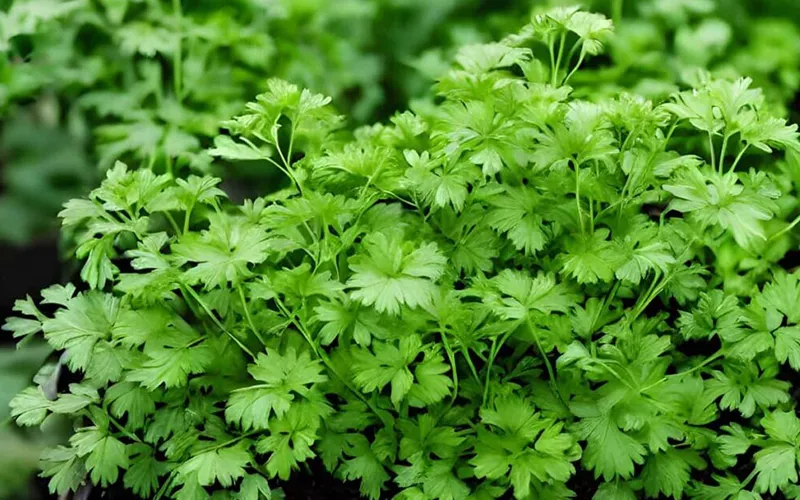 Coriander Export