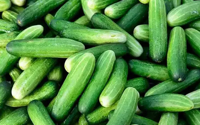 Cucumber Export