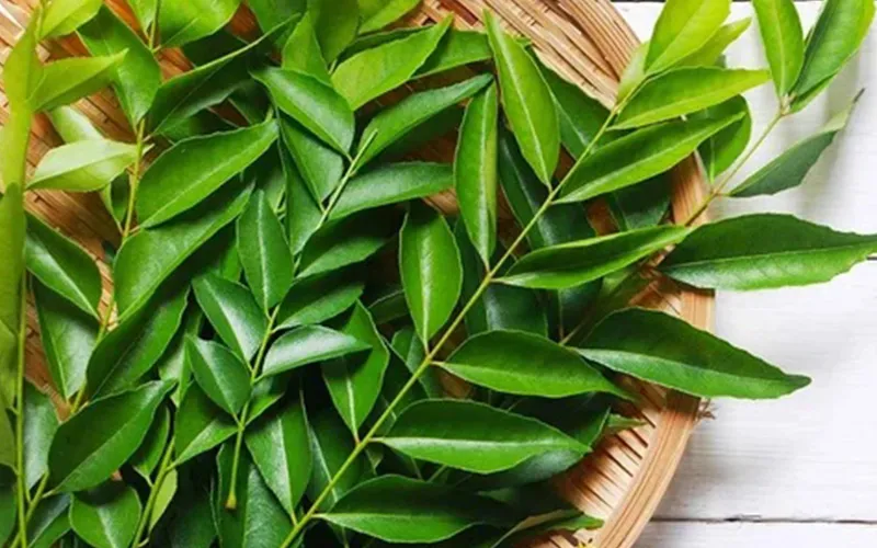 Curry Leaves Export