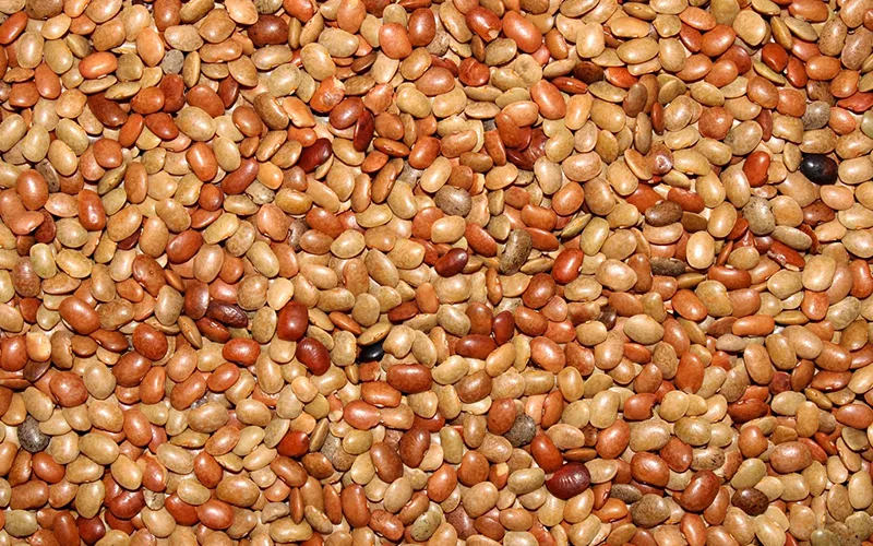 Horse Gram Export