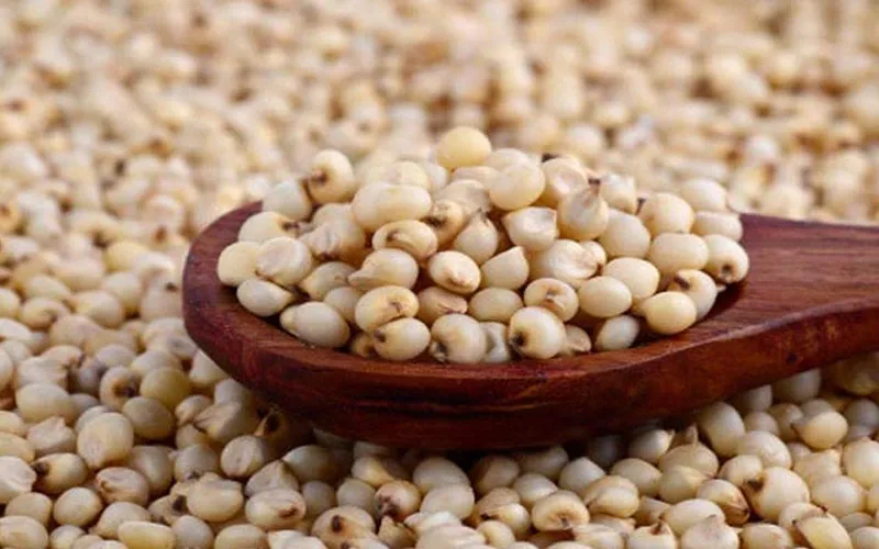 Jowar Export
