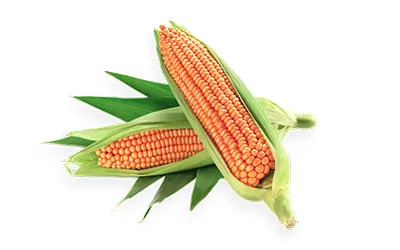 maize