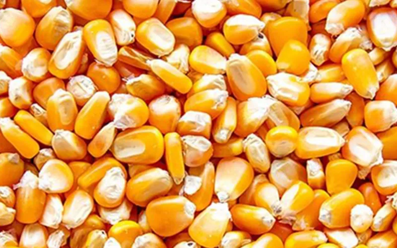 Maize Export