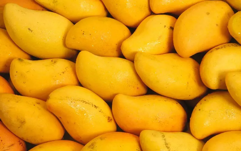 Mango Export