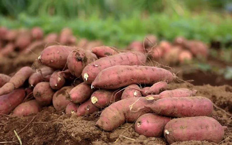 Sweet Potato Export