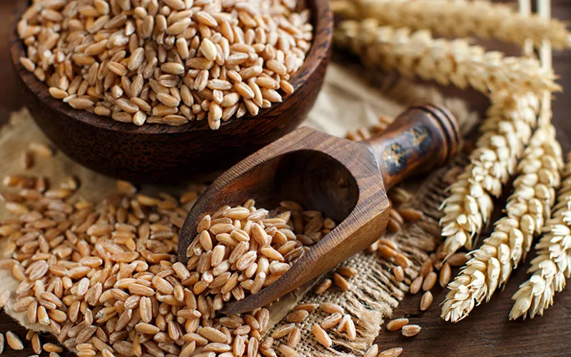 Wheat Export